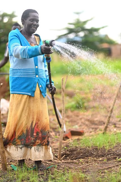 Powered by the sun: Ugandan farmers turn to solar irrigation amid climate crisis