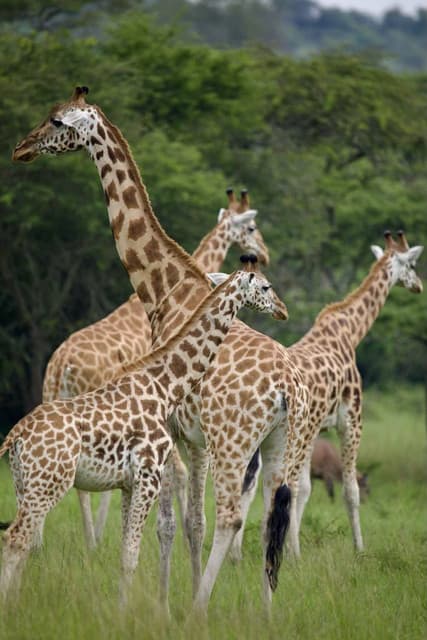 Uganda's Giraffe Conservation Action Plan Review Reveals a Road Map for All Wildlife